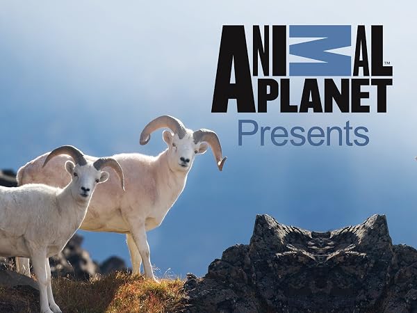 Watch Animal Planet Presents Season 1 | Prime Video