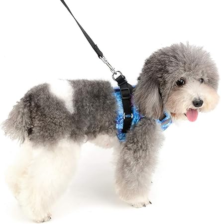 harness for small dogs amazon
