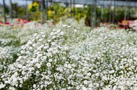Baby S Breath Seeds Gypsophila Seeds Amazon Co Uk Garden Outdoors