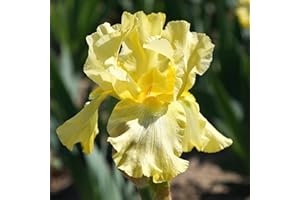 3X Iris Bulbs | Siberian Iris | Bare-Root Plants | Perennial Iris | Winter-Hardy perennials: Package Contains Seeds