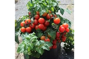 Tiny Tim Dwarf Cherry Tomato Seeds (30 Seeds) | Heirloom - Organic Non-GMO Vegetable Gardening - Indoor/Outdoor Seeds - Deter