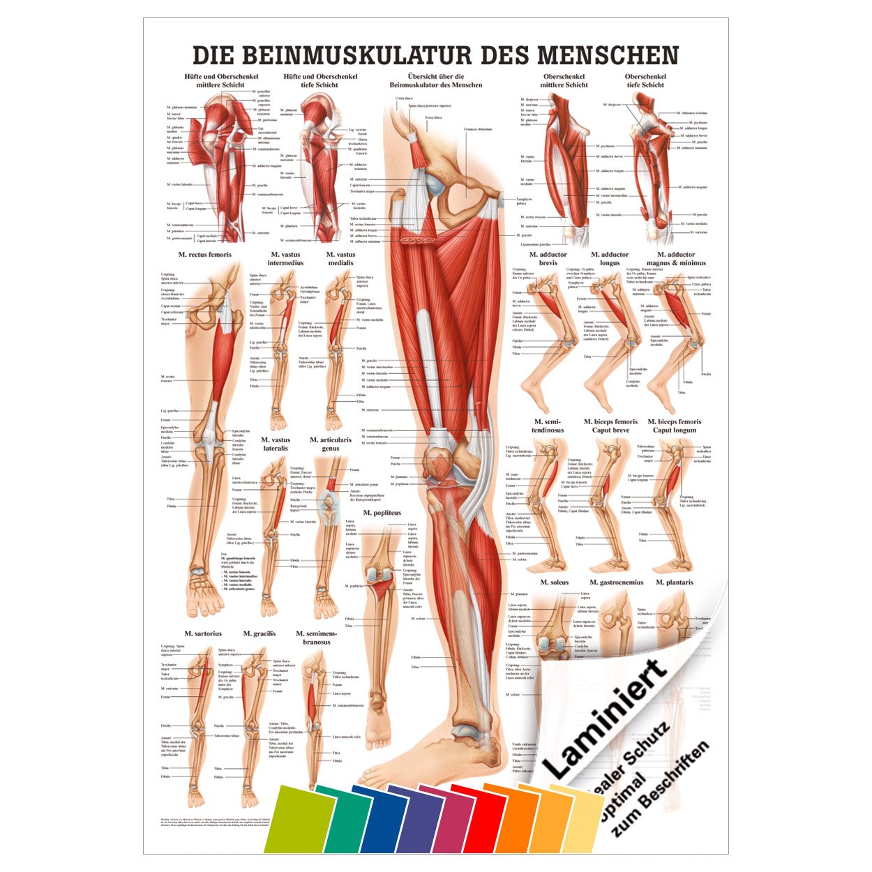 Sport-Tec Rücken-Poster 34x24 Cm - Anatomie & Übungen Für Gesunden Rücken