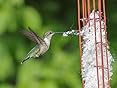 Amazon.com : Songbird Essentials SE7018 Hummer Helper Nesting Material ...