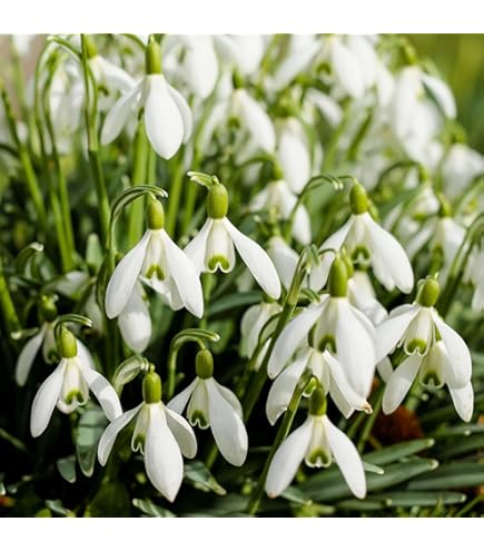 snowdrop 81tf1jVxwcL._UF350,350_QL50_.jpg