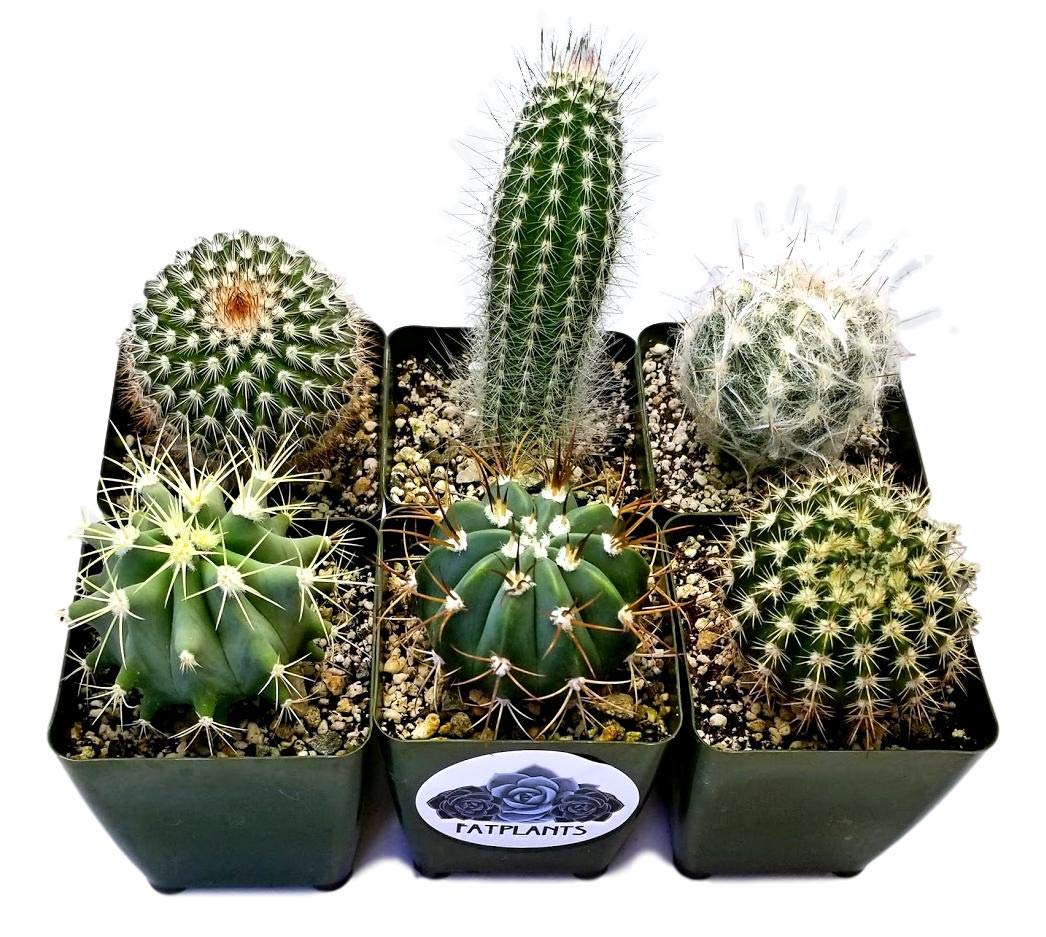 Fat Plants San Diego Cactus Plants. Variety Package of Indoor or Outdoor Cacti Plants for Gardens, Home Decor or Gifts (6)