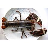 高級特大活オマールエビ(ロブスター)(５００ｇ～５５０ｇ)[カナダ産]父の日