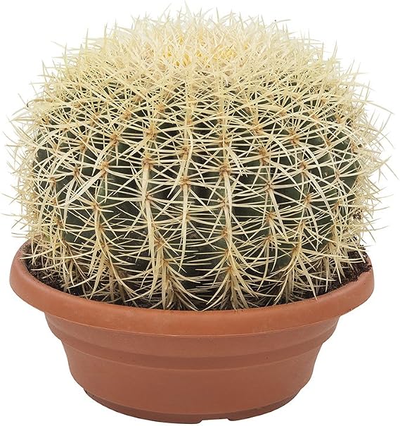 Cactus et plante grasse de Botanicly Coussin de bellemère Hauteur — free download