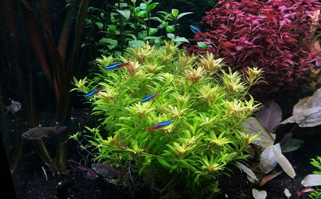 Лимнофила вьетнам мини Лимнофила вьетнам мини