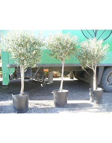 Frutales | Amazon.es