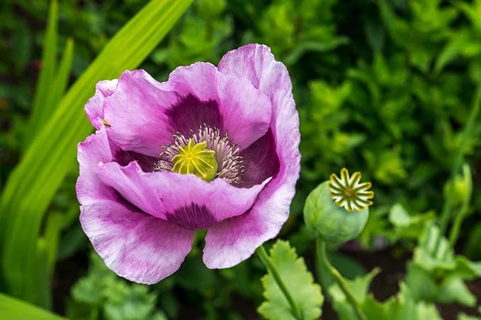 Asklepios-seeds® 1000 Samen Papaver somniferum Hungarian Blue, Mohn Schlafmohn Saatgut