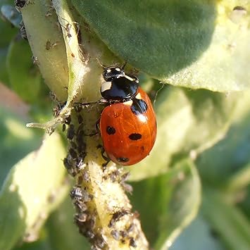 comprar mariquitas amazon