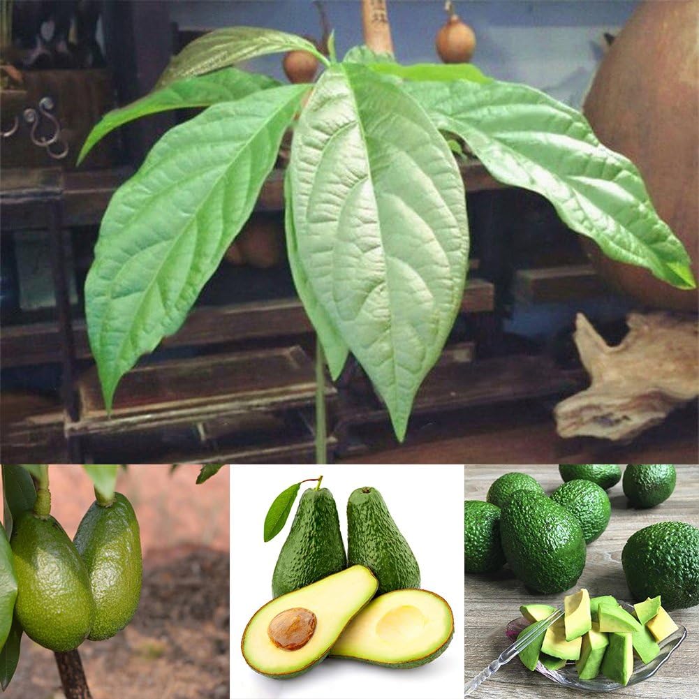 KimcHisxXv Avocado Seeds,10Pcs Avocado Seeds Green Fruit Persea Americana Home Garden Plant Easy to Grow - Avocado Seeds