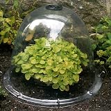 Haxnicks 3x Medium Original Victorian Bell Garden Cloche 34cm Dome view 2