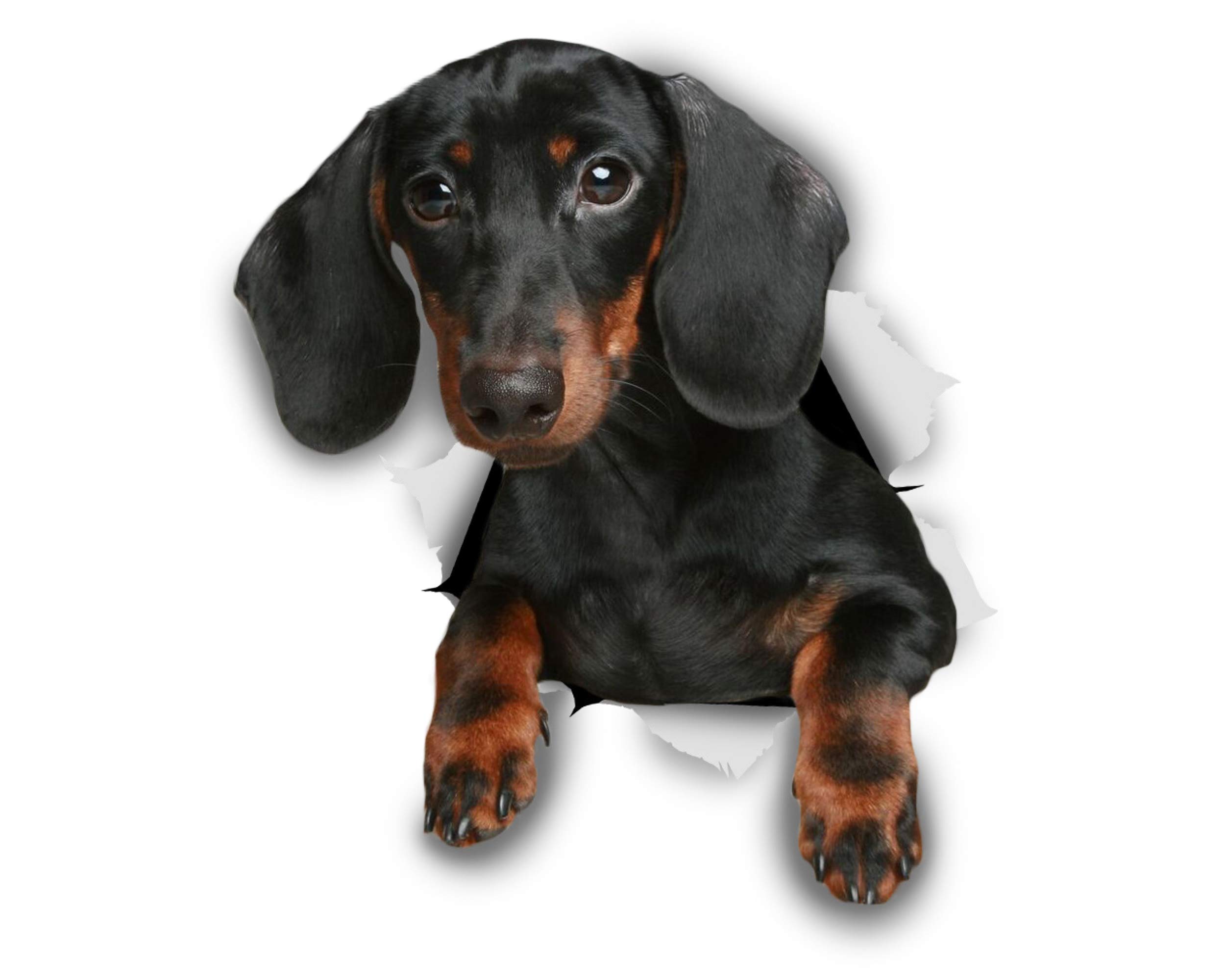 Winston & Bear Dachshund Wall Decal - 3D Wiener Sausage Dog Sticker Gift for Dog Lovers