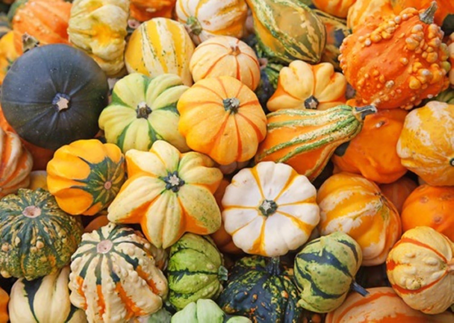 Higarden Cucurbita moschata, smallfruit bottle gourd, pumpkin seeds Ornamental-30 particles Seeds