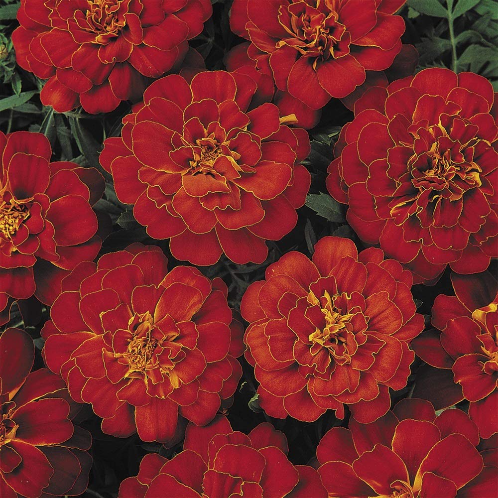 PREMIER SEEDS DIRECT - Marigold Dwarf French - Durango RED - 0.21GM