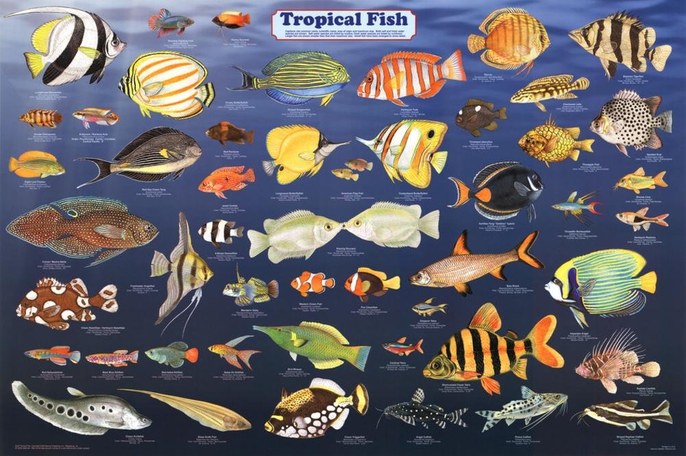 Fish List Local Tropical Saltwater Fish List
