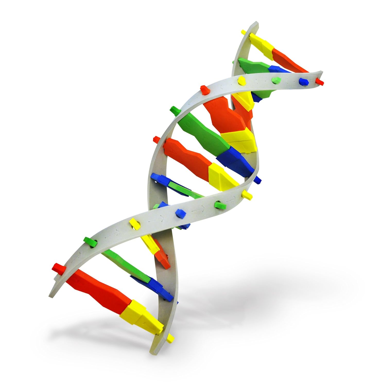 Resultado de imaxes para dna model images