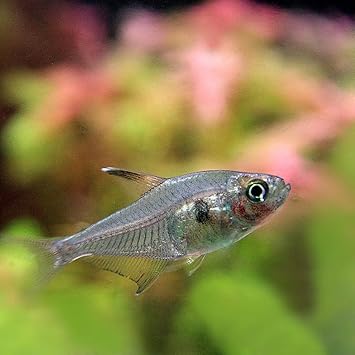 Amazon 熱帯魚 レッドファントムテトラ ブリード 約3cm 5匹 生体 観賞魚 水中生物 通販 Amazon 熱帯魚 レッドファントムテトラ ブリード 約3cm 5匹 生体 観賞魚 水中生物 通販