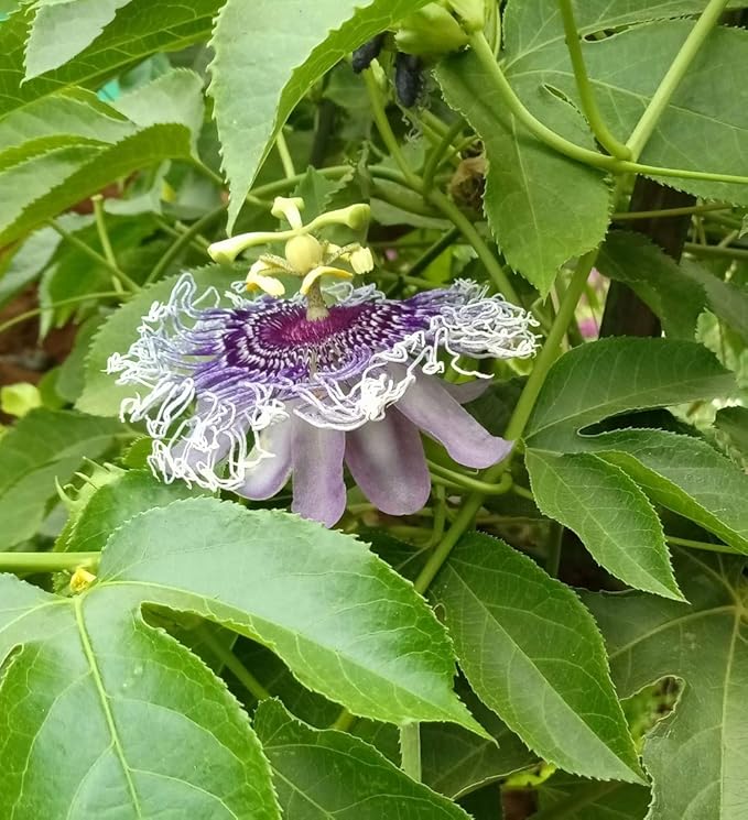 Download Generic Nursery Purple Passion Fruit Plant Passiflora Edulis Free HD Get Wallpaper Generic Nursery Purple Passion Fruit Plant Passiflora Edulis Free HD