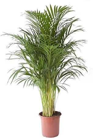 Palmier Plante D Interieur Hauteur 125 Cm Pot 24 Cm Entretien Facile Amazon Fr Jardin Palmier Plante D Interieur Hauteur 125 Cm Pot 24 Cm Entretien Facile Amazon Fr Jardin