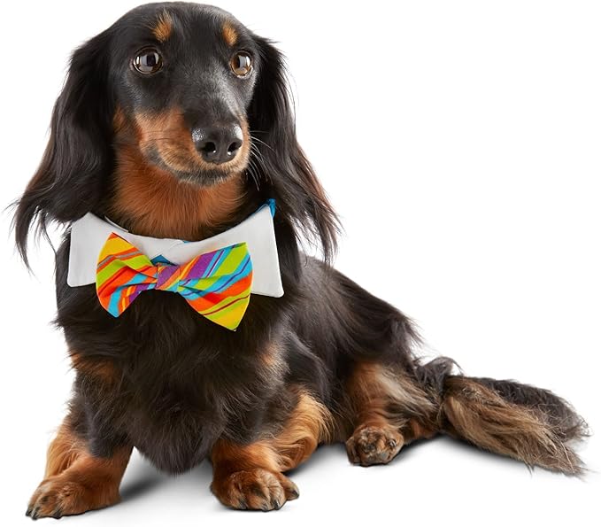 dog birthday hat petco