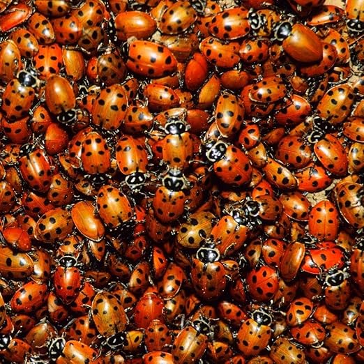 Amazon.com : Live Ladybugs 1500 - Ladybugs - Good Bugs - Guaranteed