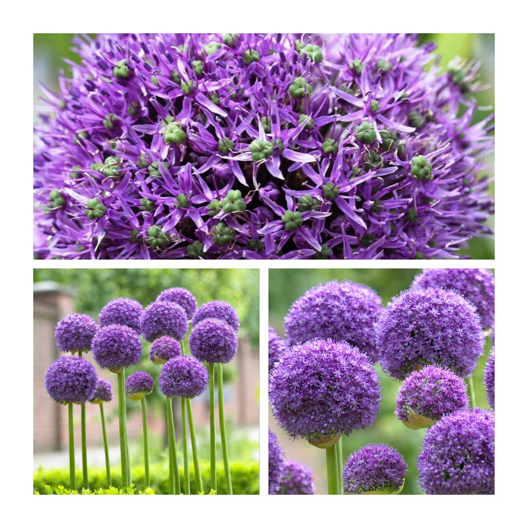 Allium Gladiator x 3 Flower Bulbs Size 16 up. Pretty Spring Flowers.