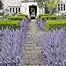 StillCool 5pcs Artificial Flowers Flocked Plastic Lavender Bundle Fake Plants Wedding Bridal Bouquet Indoor Outdoor Home Kitchen Office Table Centerpieces Arrangements Christmas Decor