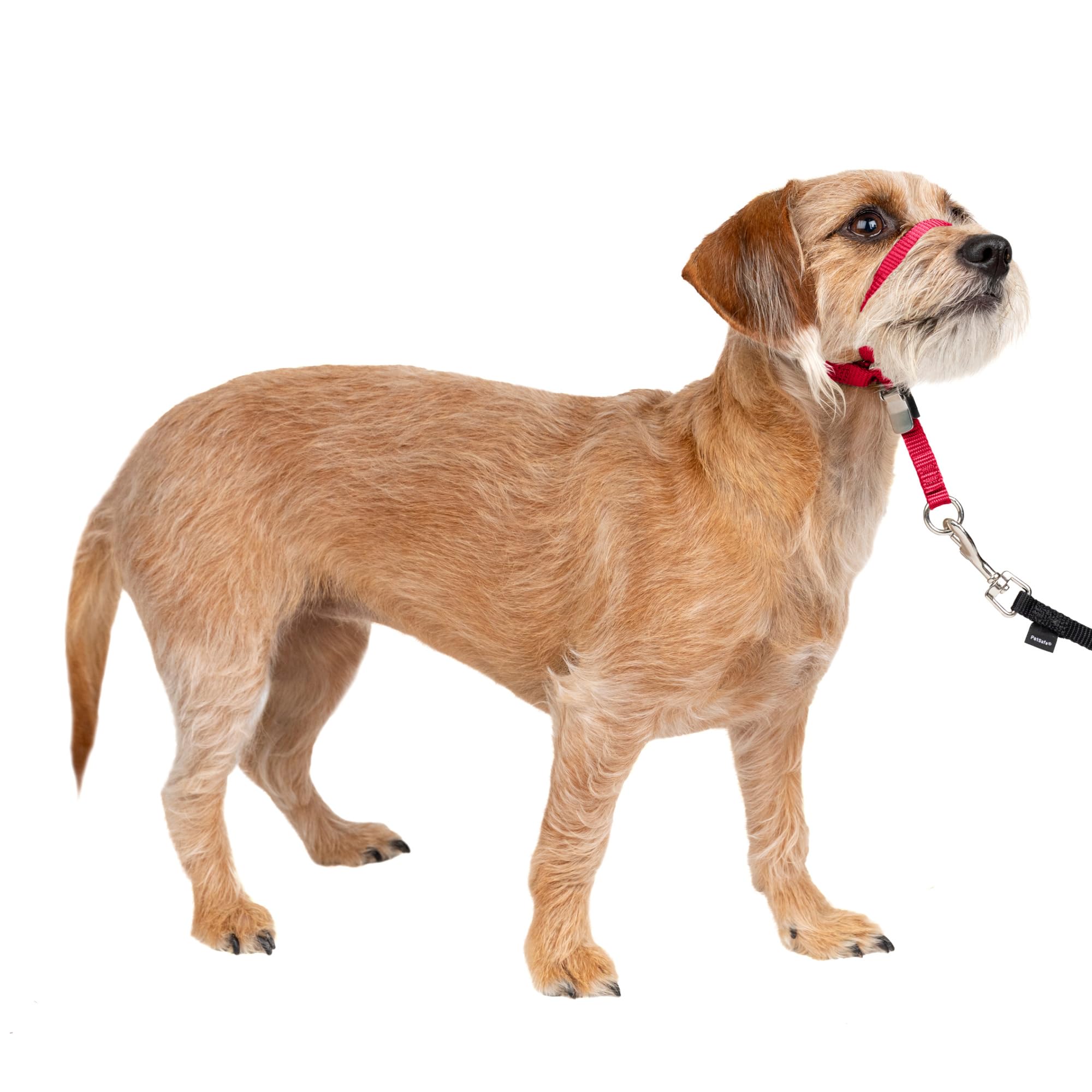PetSafe Gentle Leader No-Pull Dog Headcollar - The Ultimate Solution to Pulling - Redirects Your Dog's Pulling for Easier Walks - Helps You Regain Control - Small, Red