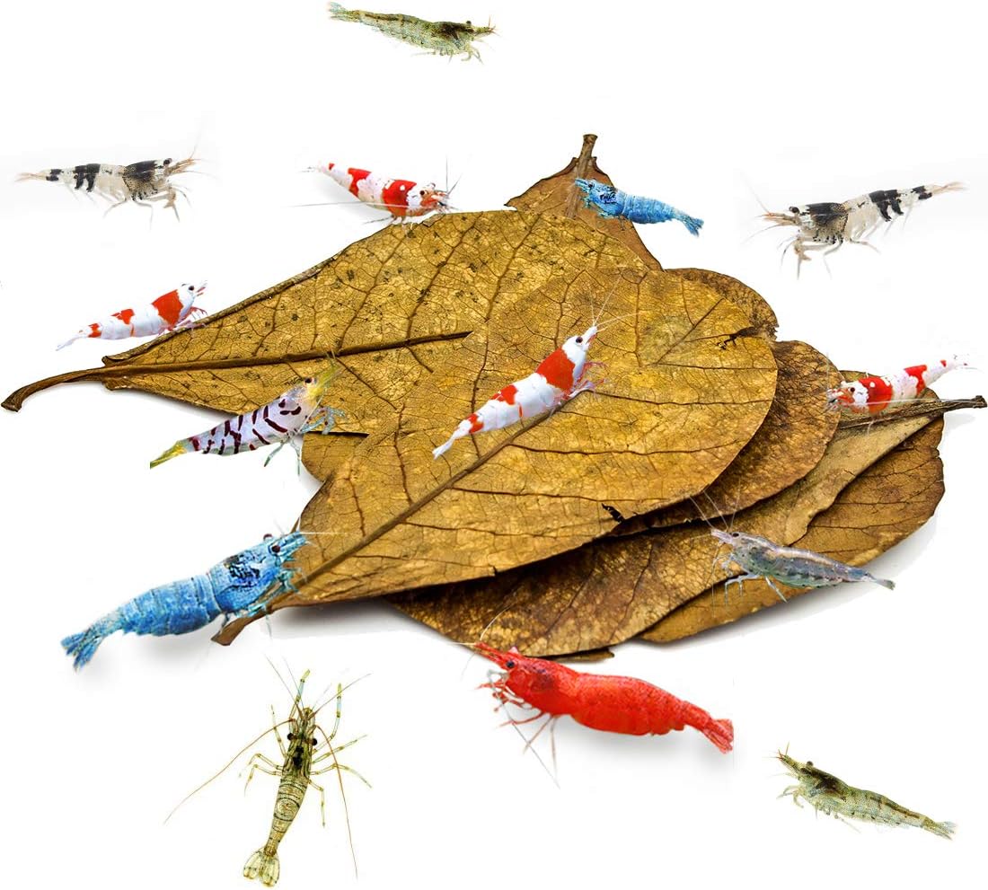 SunGrow Medium Shrimp Indian Almond Catappa Leaves, Provide Shelter and Food in Fish Aquarium Tank, Additional Source