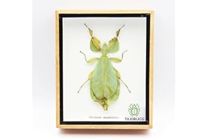 TAXIBUGS Leaf Insect Phylium Sicipholium Genuine Bug Green Brown Taxidermy Butterfly Insect Box Framed Display (Wooden Box)