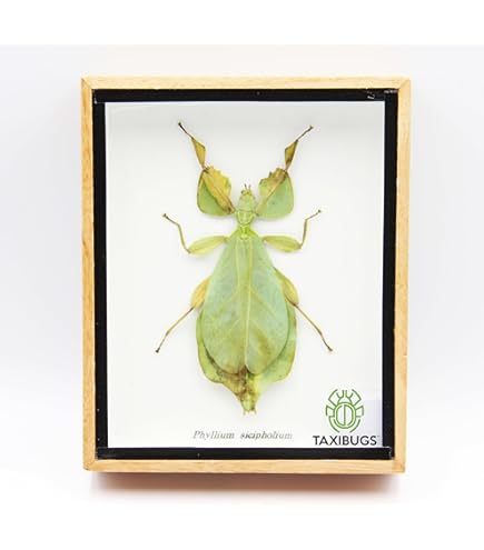 Amazon.com: Real Exotic Stag Beetle (Odontolobis Elegans) Open