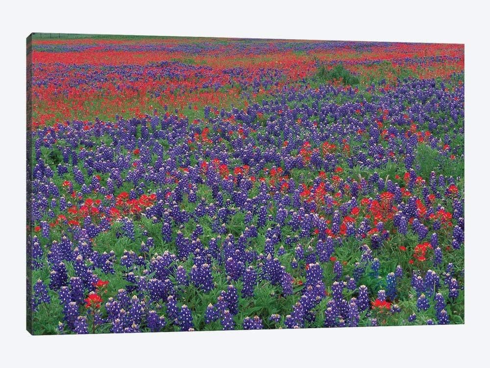Sand Bluebonnet And Paintbrush Flowers, Hill Country, Texas I Frame Wall Art Canvas Paingting Home Decor For Living Room,Bedroom