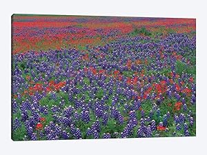 Sand Bluebonnet And Paintbrush Flowers, Hill Country, Texas I Frame Wall Art Canvas Paingting Home Decor For Living Room,Bedroom