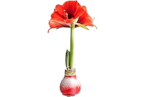 Costa Farms Amaryllis Bulb - Live Plant with Red Flower Blooms, Easy to Grow Indoor Outdoor House Plant, Christmas Holiday De