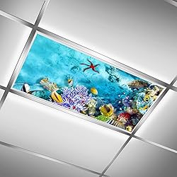 The Underwater World Coral Reef Fishes Starfish
