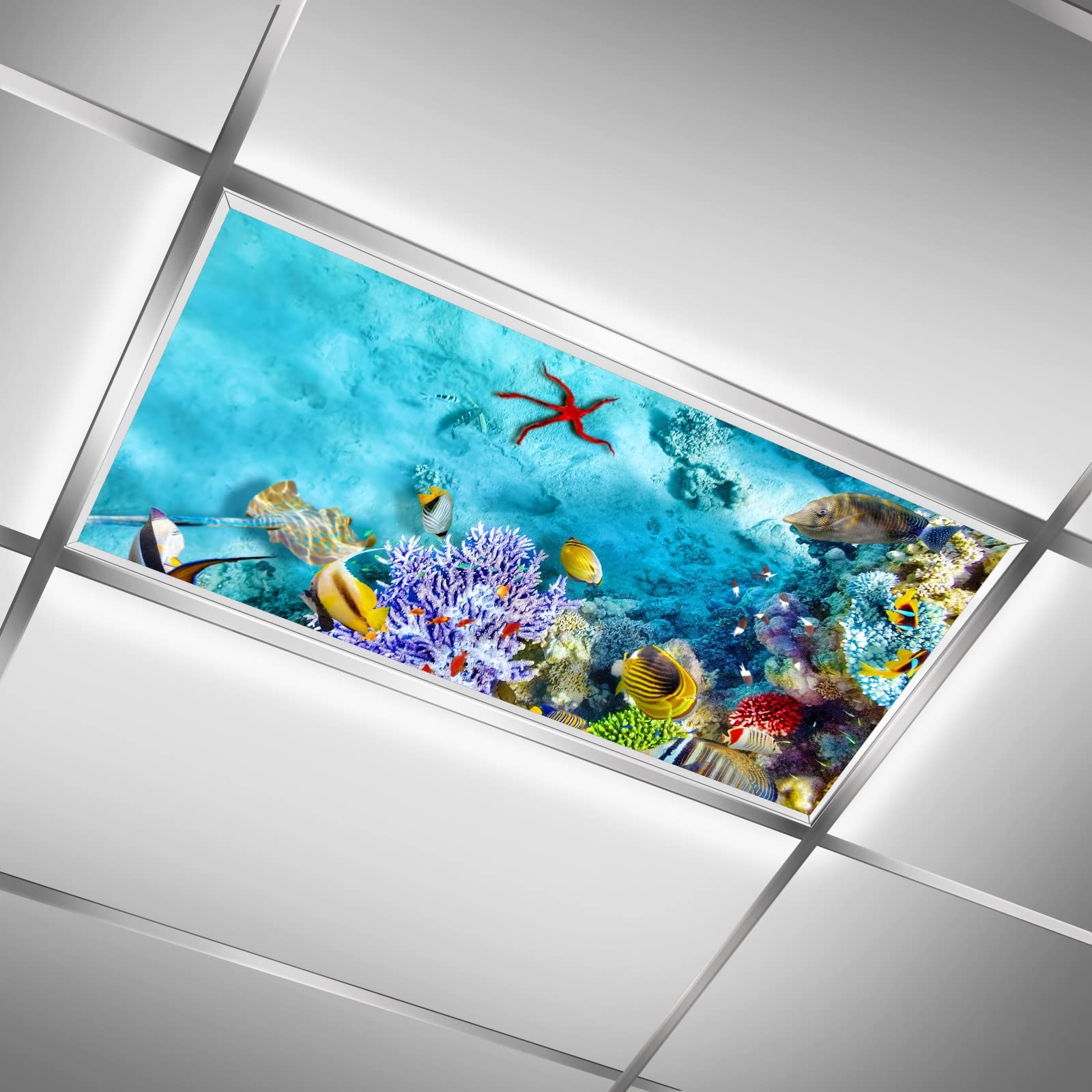 The Underwater World Coral Reef Fishes Starfish