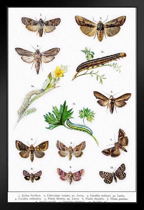 Amazon ポスター 鋳造 フクロウと赤い剣 草の蛾 イラスト アートプリント 14x Inches ブラック アートフレーム ポスター オンライン通販