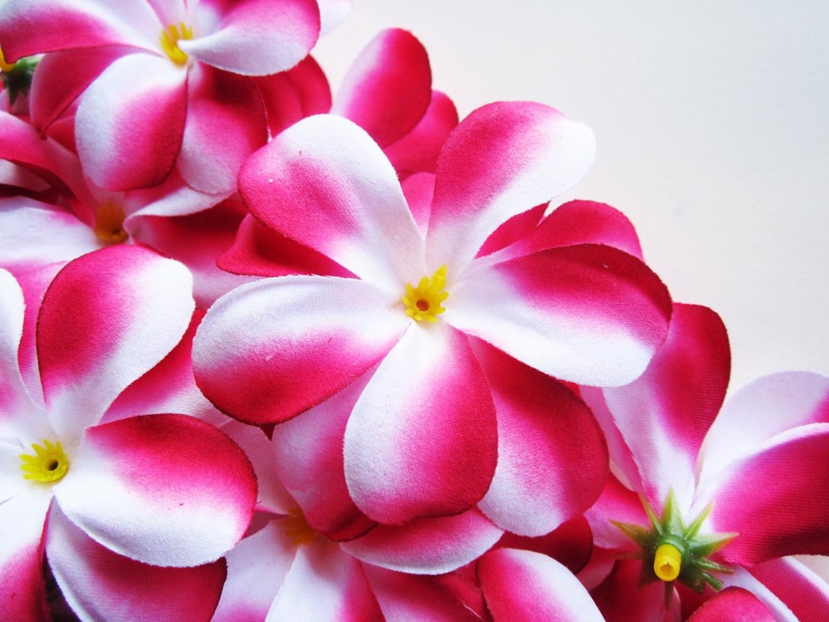Amazon.com: (12) Red White Hawaiian Plumeria Frangipani Silk Flower