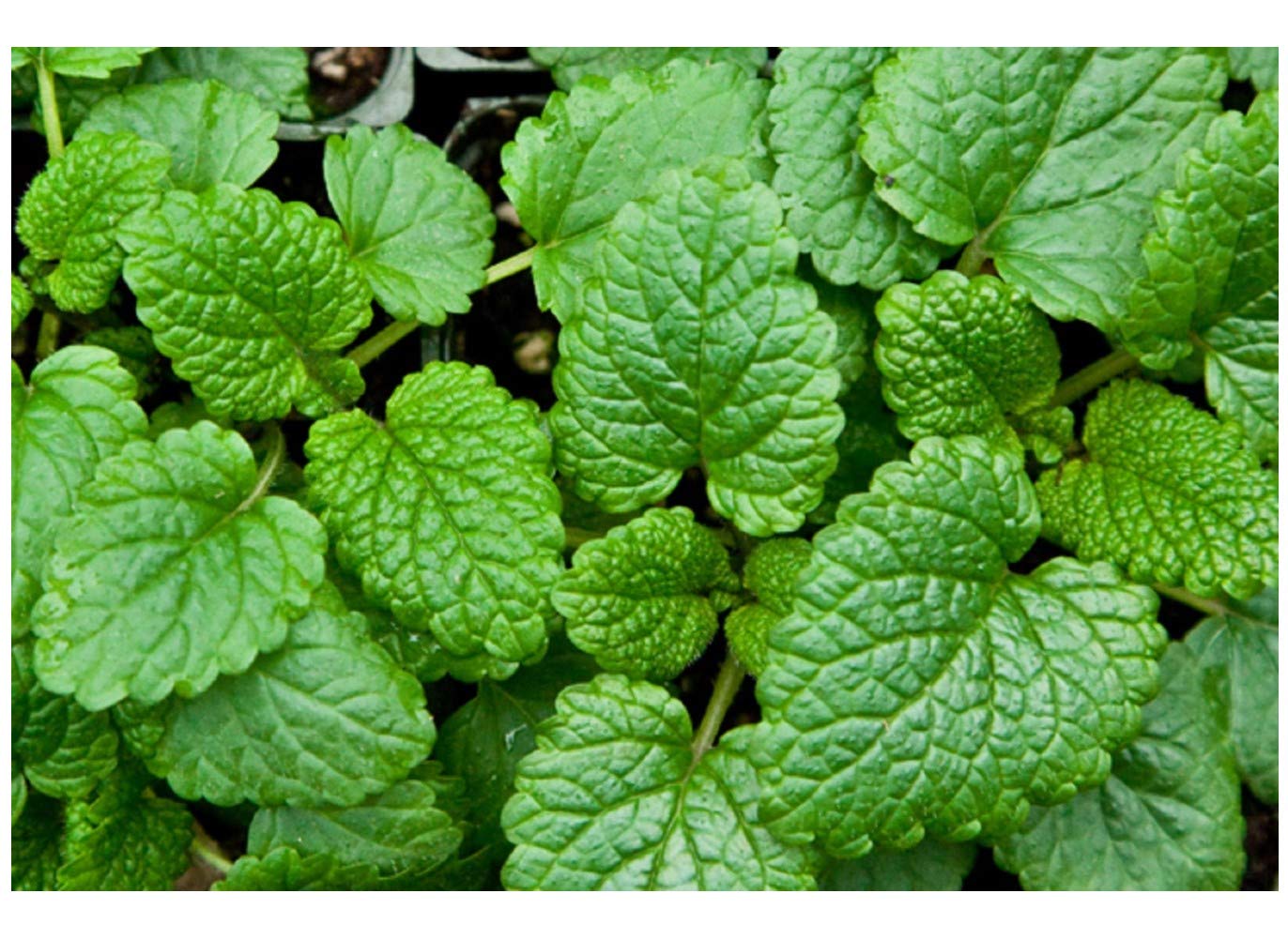 PREMIER SEEDS DIRECT - HERB - Lemon Balm - Melissa OFFICINALIS - 2500 Seeds