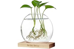 Garden Genius Propagation Station Plant Terrarium with Wooden Base – Single Glass Vase for Hydroponic Plants & Flowers | Ideal for Desks, Shelves, Windowsills | Home & Office Decor for Plant Lovers