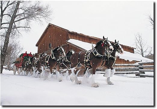 Amazon Com Clydesdales Snowing In Front Of A Barn By Budweiser