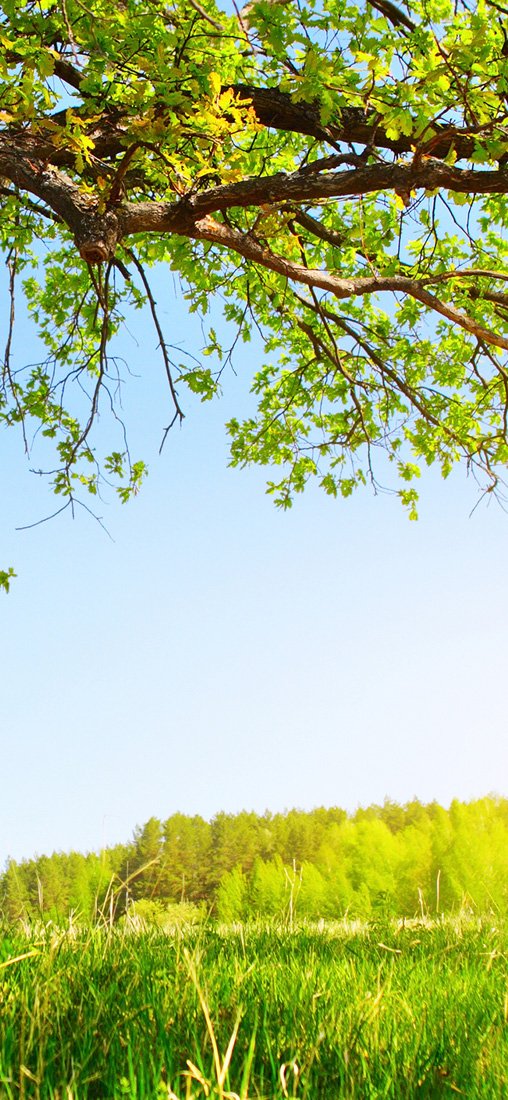 PeelitStickit Nature Wallpaper, Wall Mural ID-015, vinyl