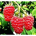Red Raspberry Seeds for Planting 200+ Pcs Seeds