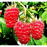 Red Raspberry Seeds for Planting 200+ Pcs Seeds