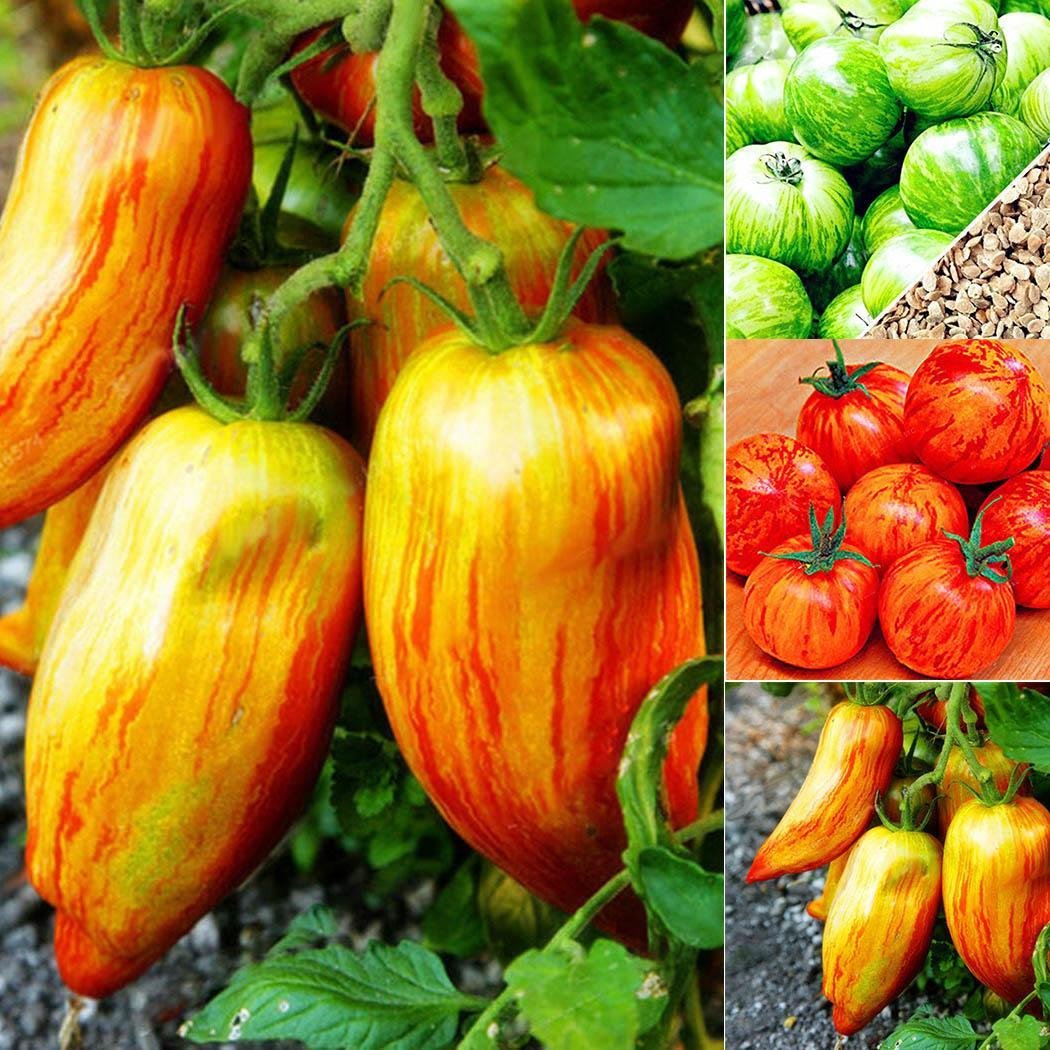 FastDirect Semillas de Tomate Amarillo 100 PCS Semillas de ...