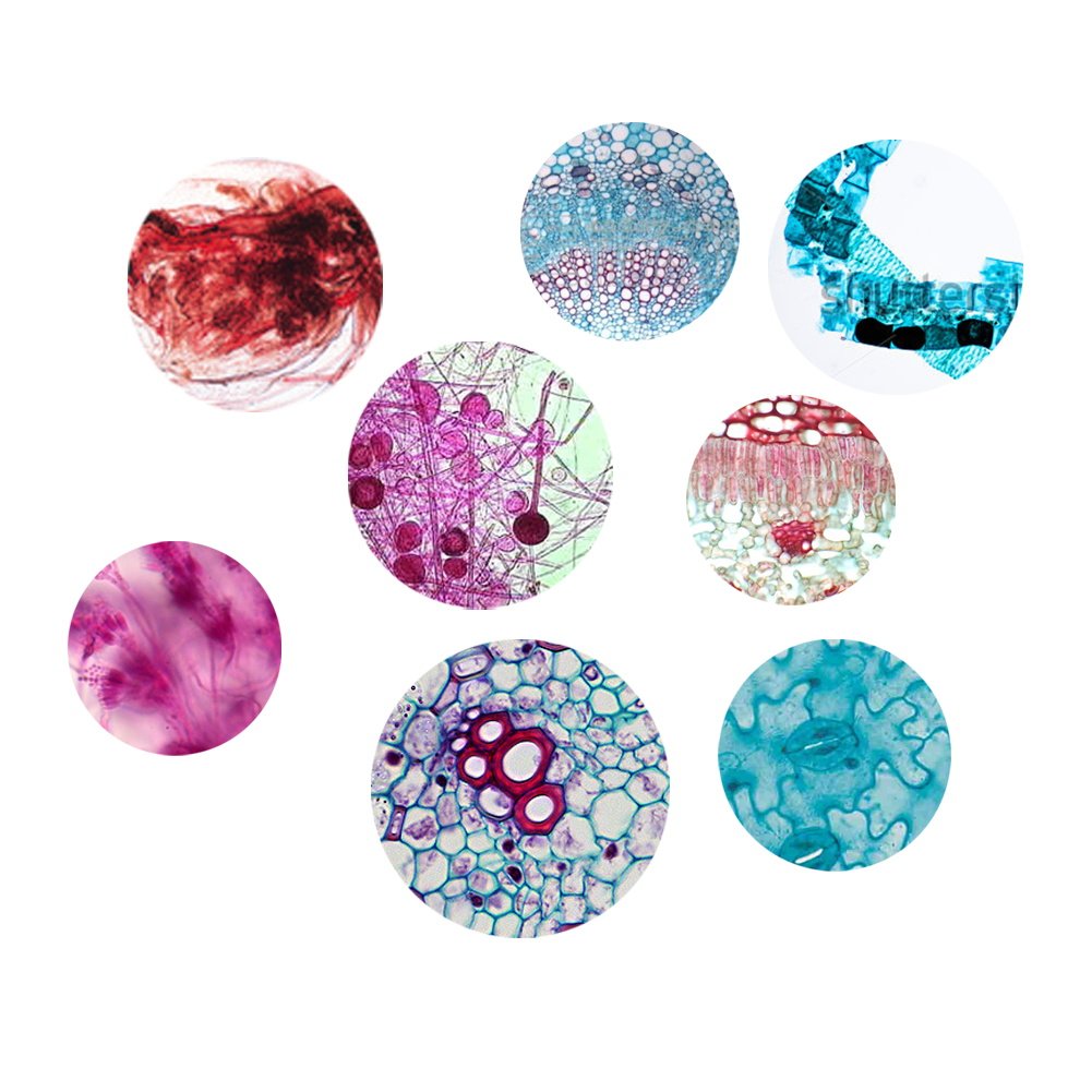 Globe Scientific 1354W Borosilicate Glass Positive Charged Microscope