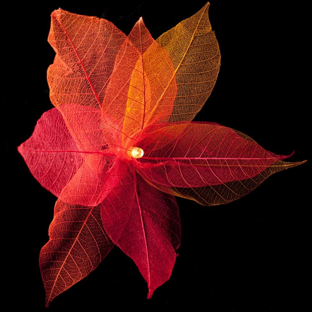 Blaze On Natural Leaf Fairy Lights (Fire Tones), 20 Warm White LED Lights, Handcrafted from Real Rubber Tree Leaves - Image 4