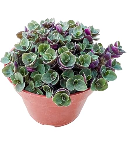 T. Succulent Form × Nizanda T'STROPICALS Amazon.com: The Succulent Cult Succulents Plants Live